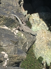 Microlophus atacamensis