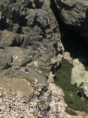 Microlophus atacamensis