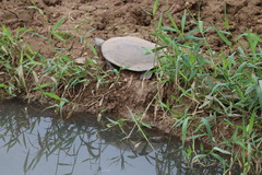 Phrynops geoffroanus