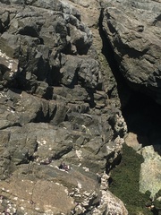 Microlophus atacamensis