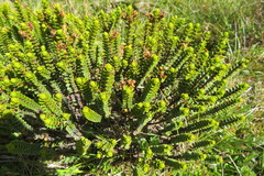 Veronica pauciramosa