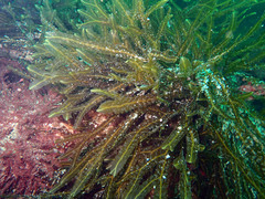 Dictyopteris polypodioides