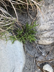 Silene burchellii