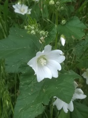 Malva preissiana