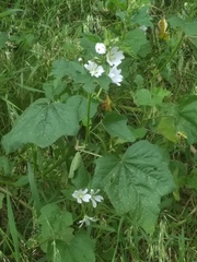 Malva preissiana