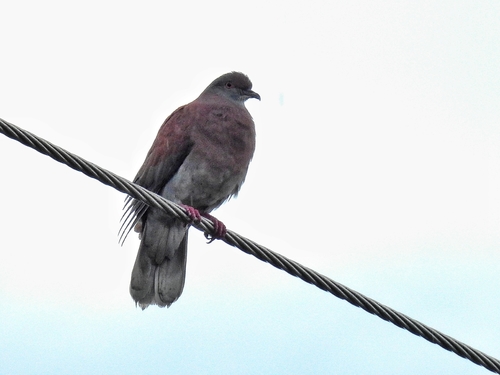 Pigeon rousset (Patagioenas cayennensis)