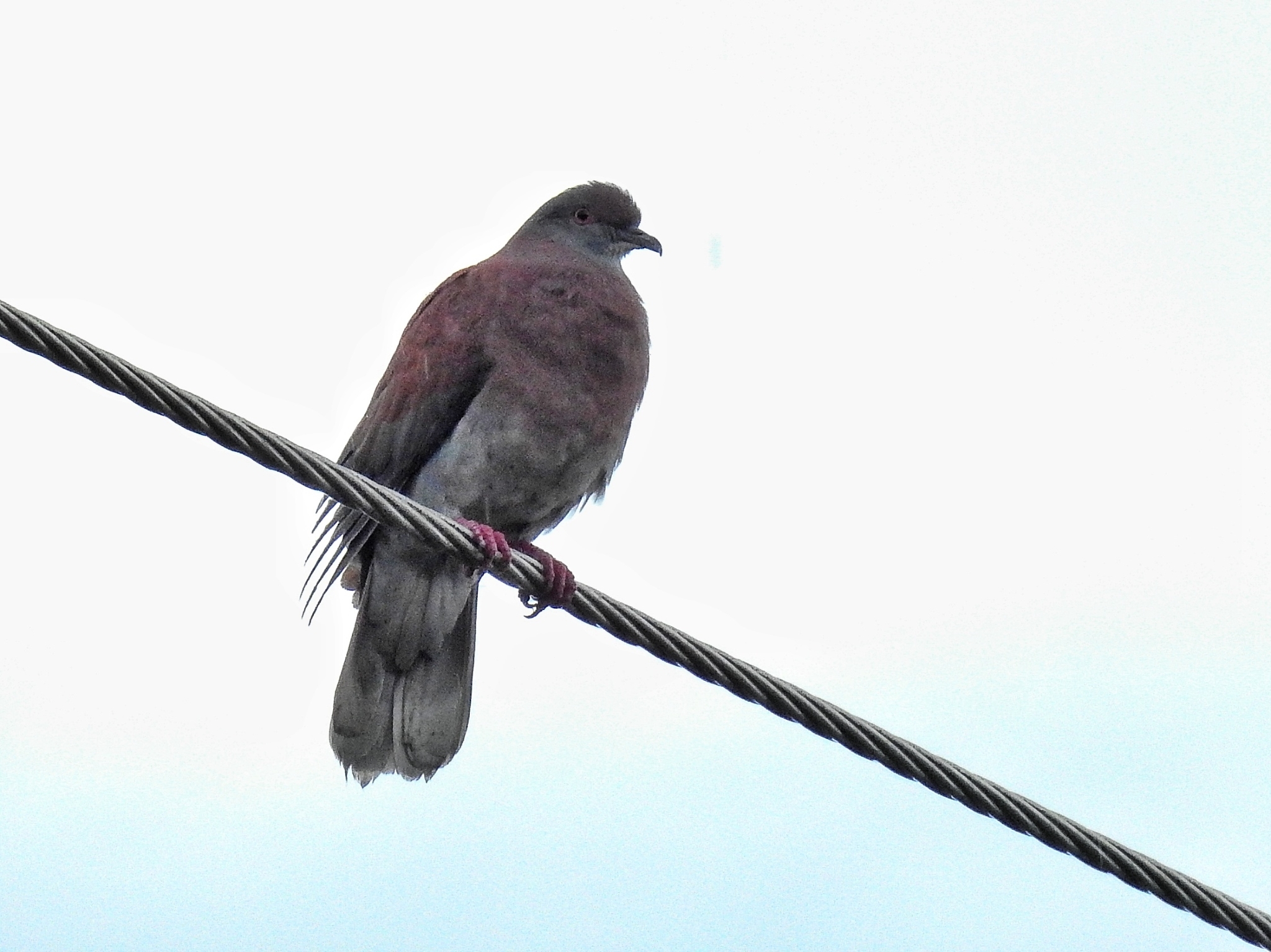 Pale-vented Pigeon (Patagioenas cayennensis)