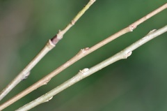 Salix pierotii