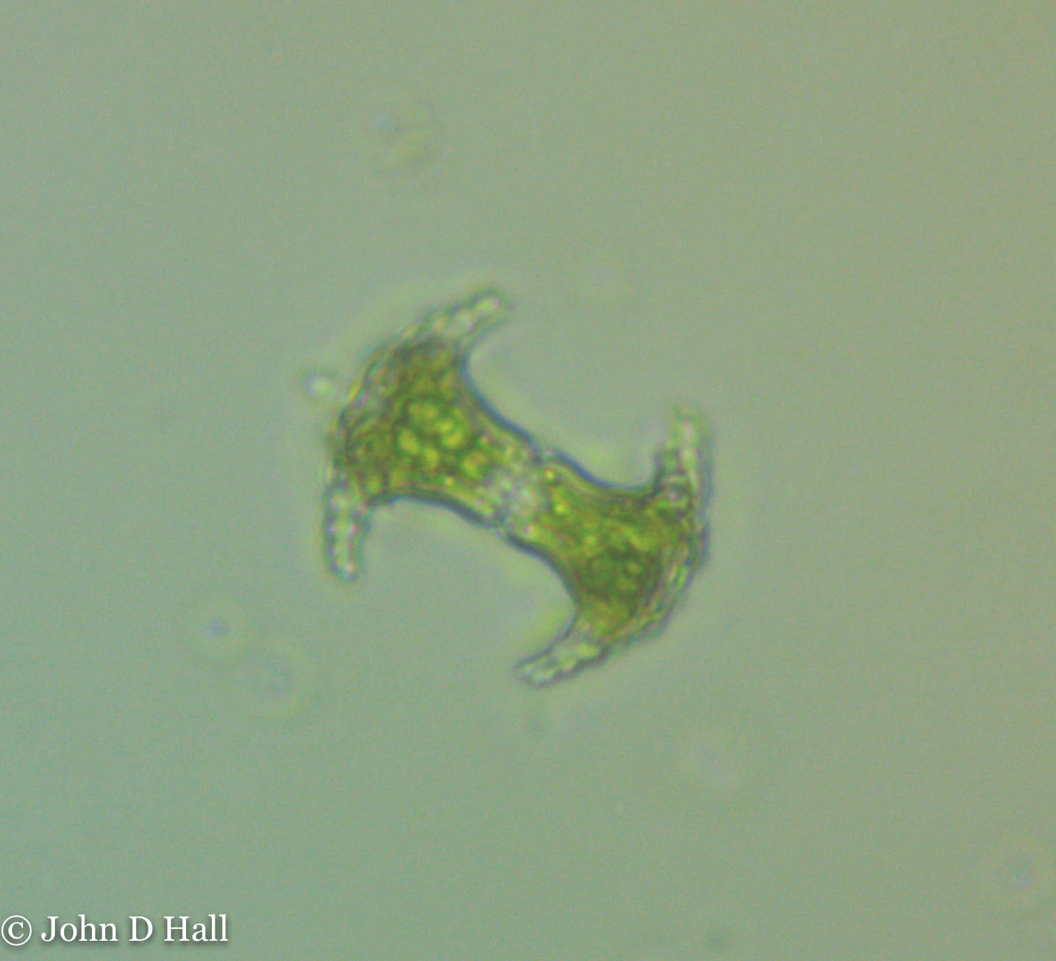 Staurastrum comptum