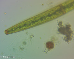 Closterium baillyanum