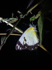 Belenois creona creona