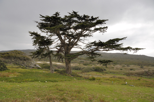 Monterey Cypress