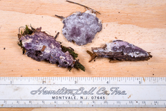 Nectriopsis violacea