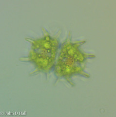 Xanthidium scrobiculatum