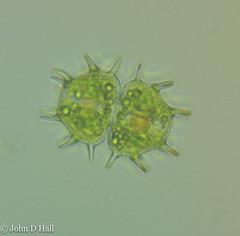 Xanthidium scrobiculatum