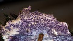 Nectriopsis violacea