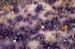 Nectriopsis violacea