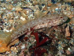 Gobius couchi