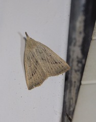 Macrochilo cribrumalis