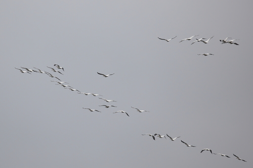 American White Pelican photographed in Mississippi