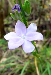 Orthrosanthus polystachyus