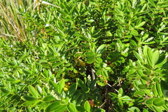 Veronica rakaiensis