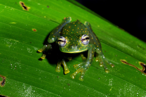 Cascade Glass Frog, Sachatamia albomaculata