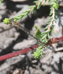 Austroagrion cyane