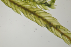 Pterigynandrum filiforme