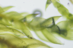 Pterigynandrum filiforme