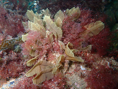 Gymnangium montagui