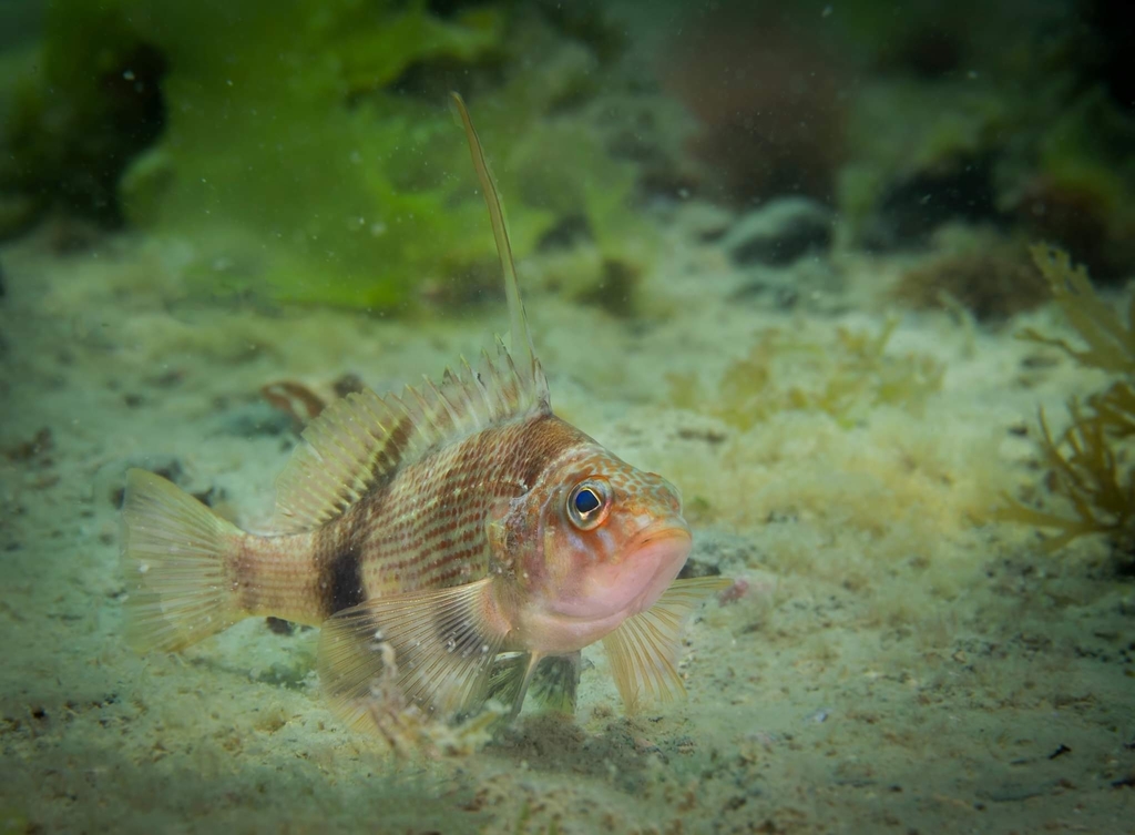 Longfinned Dwarf Sea Bass