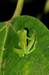 Espadarana prosoblepon