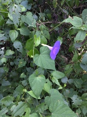 Ipomoea mitchelliae
