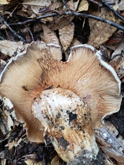 Cortinarius ponderosus