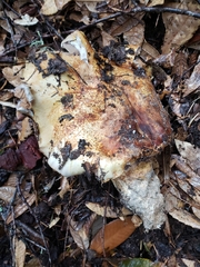 Cortinarius ponderosus