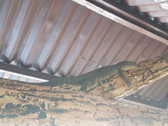 Varanus salvator macromaculatus