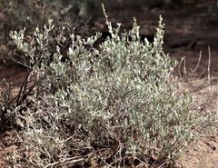 Atriplex vestita