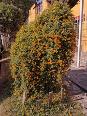 Thunbergia alata