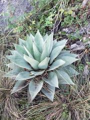 Agave ovatifolia