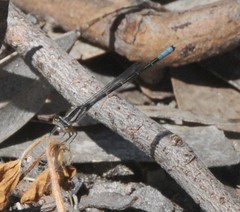 Austroagrion cyane