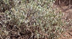 Atriplex vestita