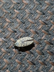 Coleoptera