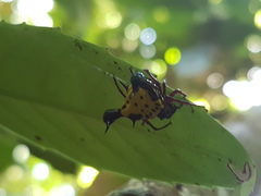 Actinacantha globulata