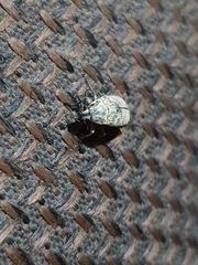 Coleoptera