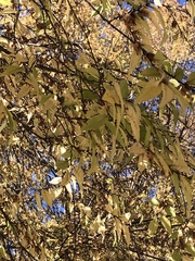 Ulmus parvifolia