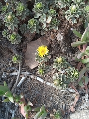 Haplopappus foliosus