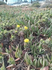 Haplopappus foliosus