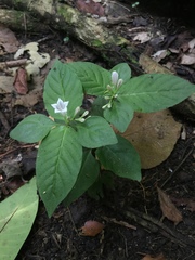 Spigelia humboldtiana