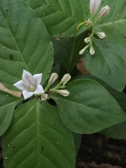 Spigelia humboldtiana